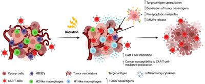 B7-H3-targeted CAR T cell activity is enhanced by radiotherapy in solid cancers